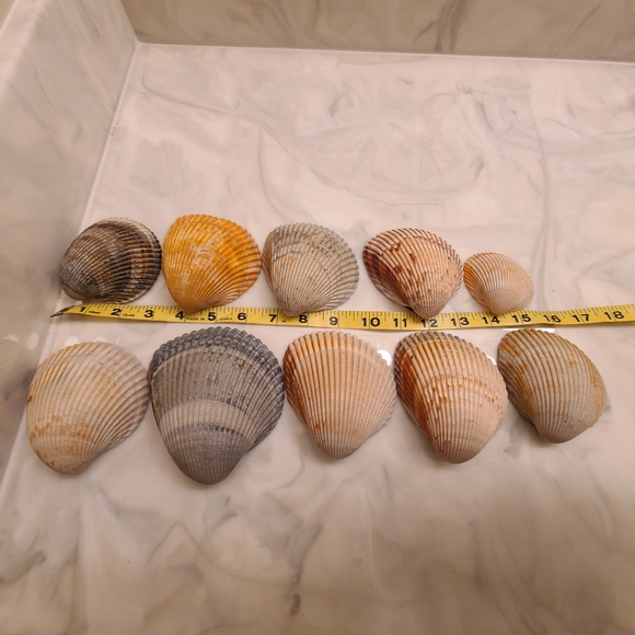 Lot of 10 Atlantic Giant Cockle Shells Dinocardium Vobustum Nautical Seashells - Picture 8 of 8